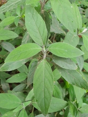 Ruellia squarrosa