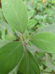 Ruellia squarrosa