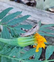 Melanoplus glaucipes