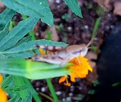 Melanoplus glaucipes