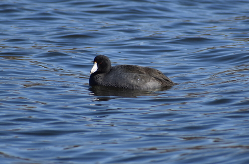American Coot photographed in Indiana