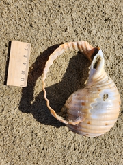 Tonna tankervillii