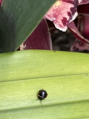 Ellipsidion australe