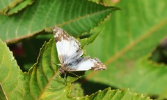 Heliopetes laviana