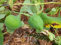 Passiflora subpeltata