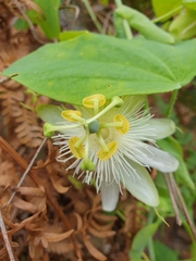 Passiflora subpeltata