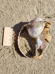 Tonna tankervillii
