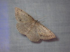 Taxeotis perlinearia