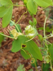 Passiflora subpeltata