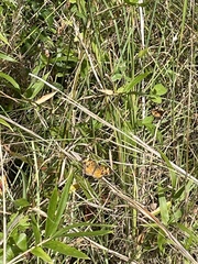 Phyciodes phaon