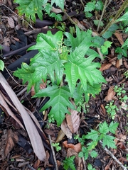 Girardinia diversifolia