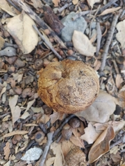 Andricus quercuscalifornicus