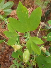 Passiflora subpeltata