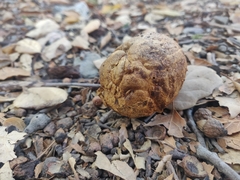 Andricus quercuscalifornicus