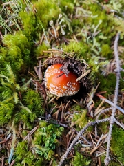 Amanita muscaria