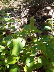 Acalypha ostryifolia