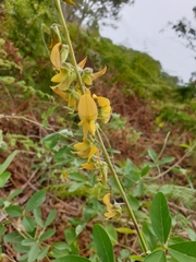 Crotalaria