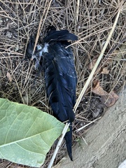 Corvus