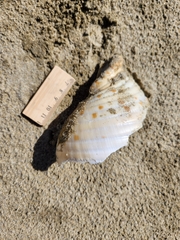 Tonna tankervillii