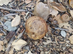 Andricus quercuscalifornicus