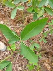 Crotalaria