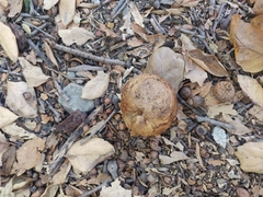 Andricus quercuscalifornicus