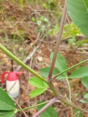 Crotalaria