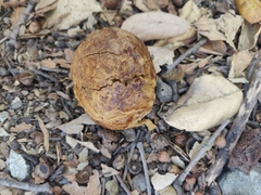 Andricus quercuscalifornicus