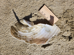 Tonna tankervillii