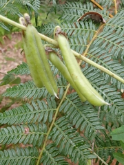 Crotalaria