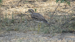 Burhinus indicus