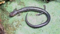 Plethodon