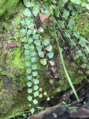 Asplenium flabellifolium