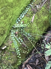 Asplenium flabellifolium