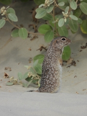 Xerospermophilus spilosoma