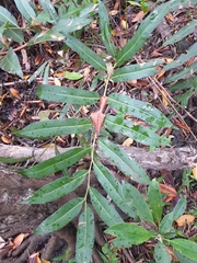 Acrostichum speciosum