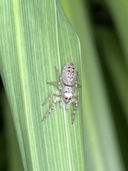 Opisthoncus nigrofemoratus