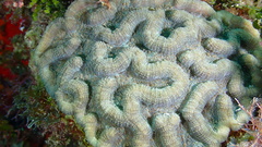 Mycetophyllia