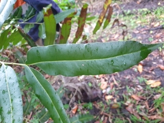 Acrostichum speciosum