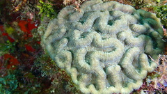 Mycetophyllia