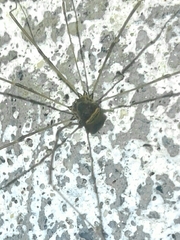 Leiobunum blackwalli