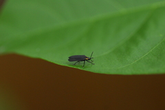 Xenochalepus maculicollis
