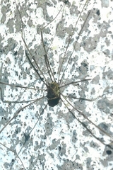 Leiobunum blackwalli