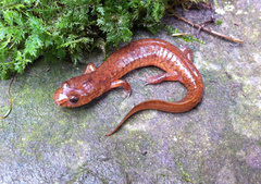 Gyrinophilus porphyriticus
