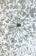 Leiobunum blackwalli