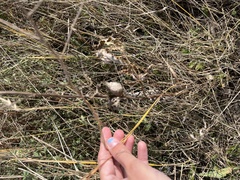 Ratibida columnifera