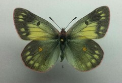 Colias
