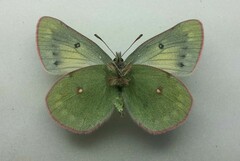 Colias