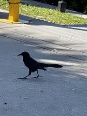 Quiscalus major westoni