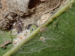 Hemiberlesia rapax